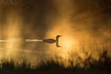 Red throated loon in misty morning light