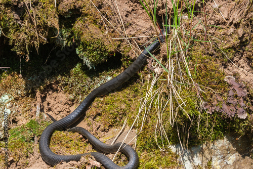 Long Grass snake crawling on the forest floor