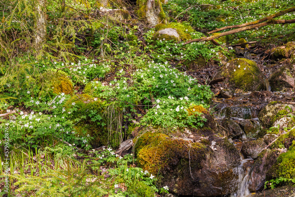 Stream with flowering Wood anemones a sunny spring day Stream with flowering Wood anemones a sunny spring day