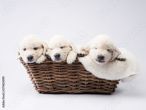 three golden retriever puppies on a white background. cute sleeping dog