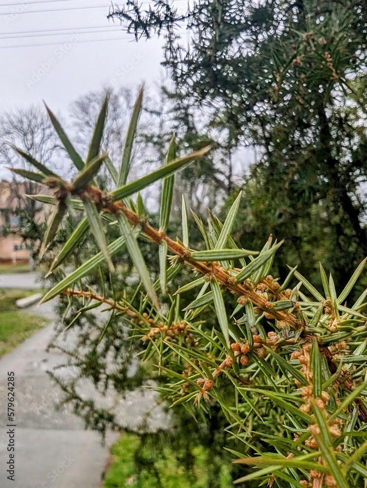 Fototapeta premium pine tree branches