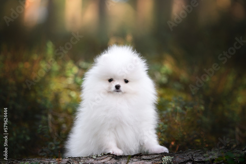 Fototapeta Naklejka Na Ścianę i Meble -  white pomeranian spitz puppy posing in the forest