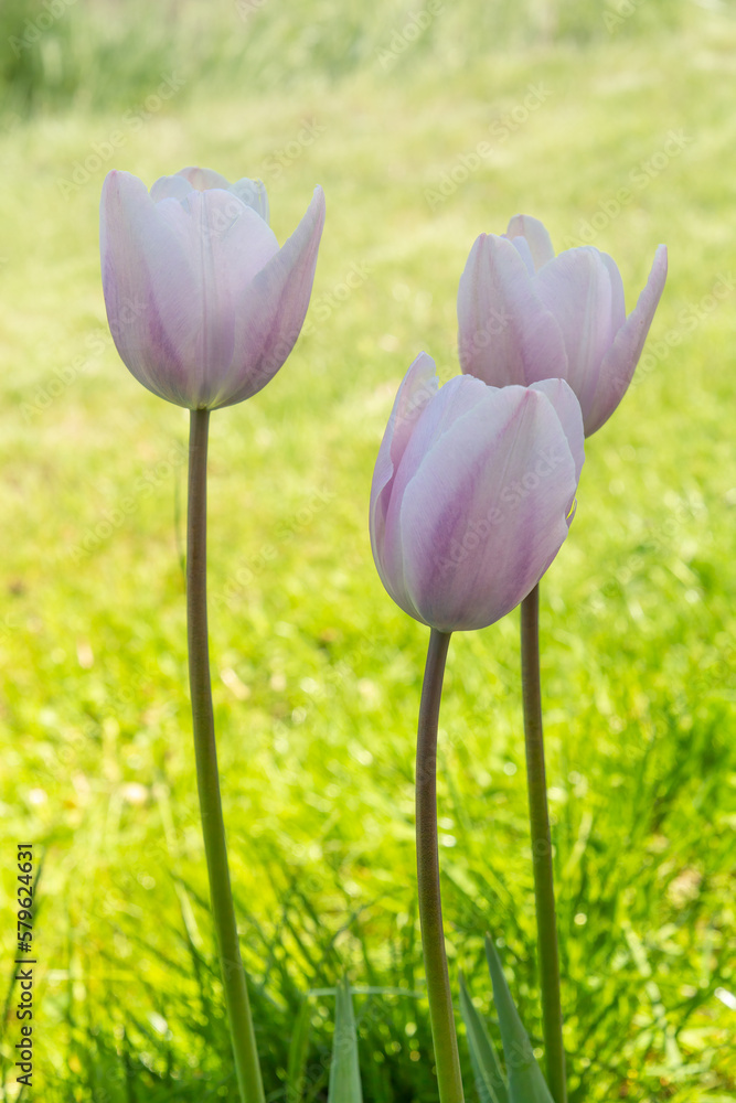 Tulips growing in the garden with blurred natural background. Tulips growing in the garden with blurred natural background.