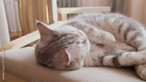 Silvery young cat sleeps, yawns and stretches sweetly. The Scottish fold breed. The concept of a pet in the house as happiness and cosiness. Close-up 4k footage with 25 fps