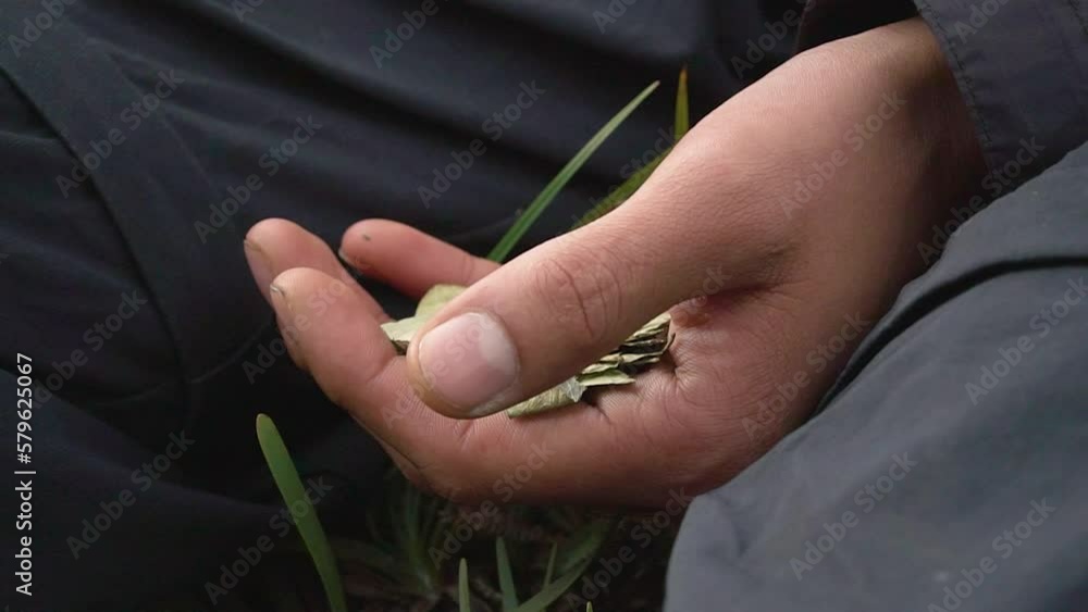 Hand full of coca leaves, eating and chewing coca leaves on high