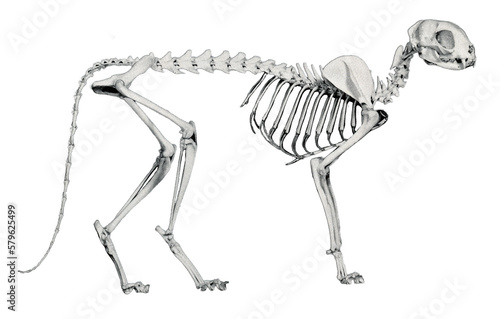 Skeleton of a cat // Black and White	