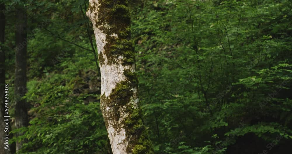 Slender forest tree trunk covered with moss next to steep rock cliff. Slender forest tree trunk covered with moss next to steep rock cliff.