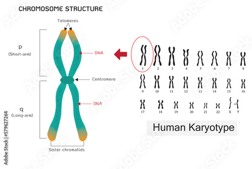 Human karyotype and chromosome structure with the illustration.  