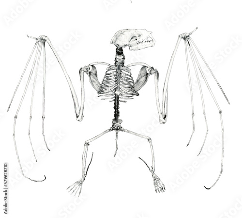 Skeleton of a bat // Black and White	
