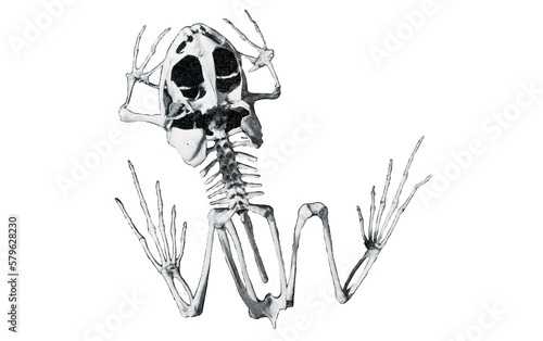 Skeleton of a frog // Black and White