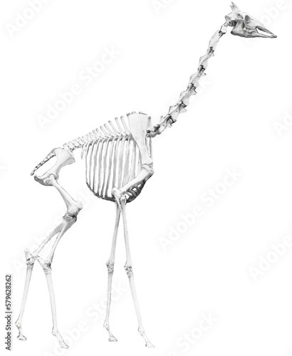 Skeleton of a giraffe // Black and White
