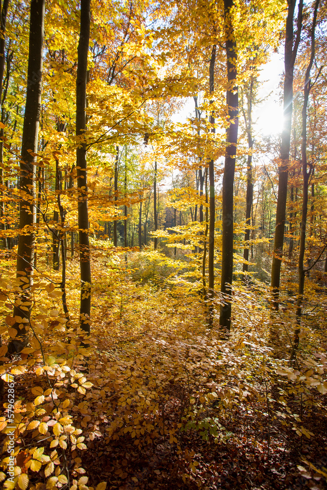 Fototapeta premium Herbstwald