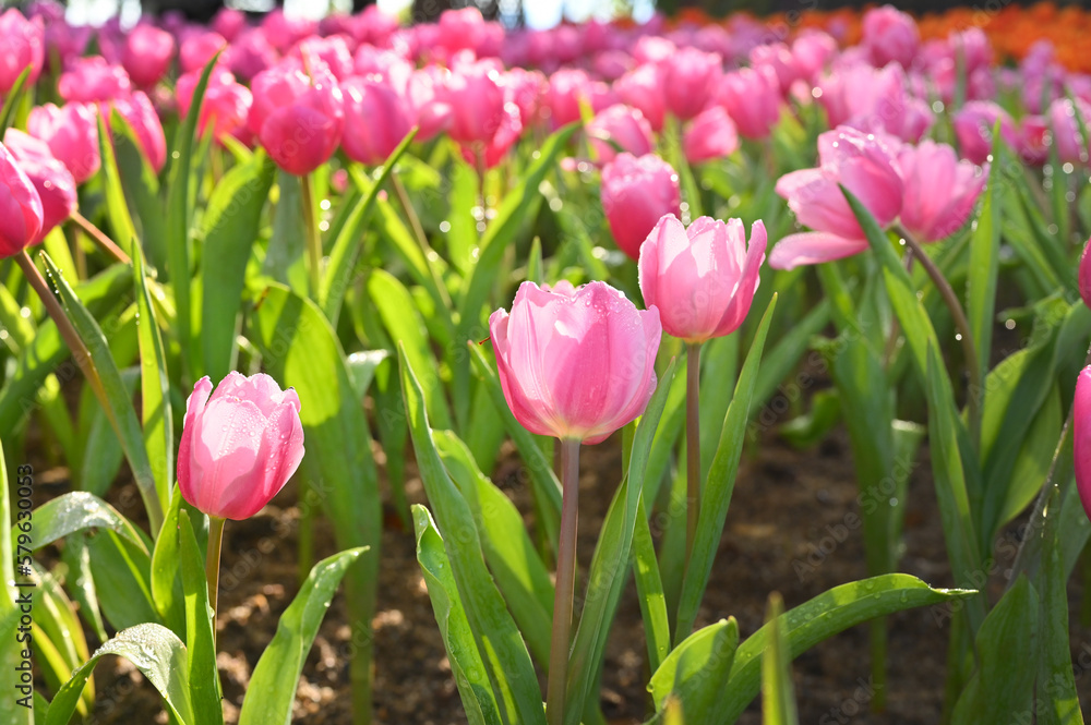 beautiful pink tulip in the garden, natural background