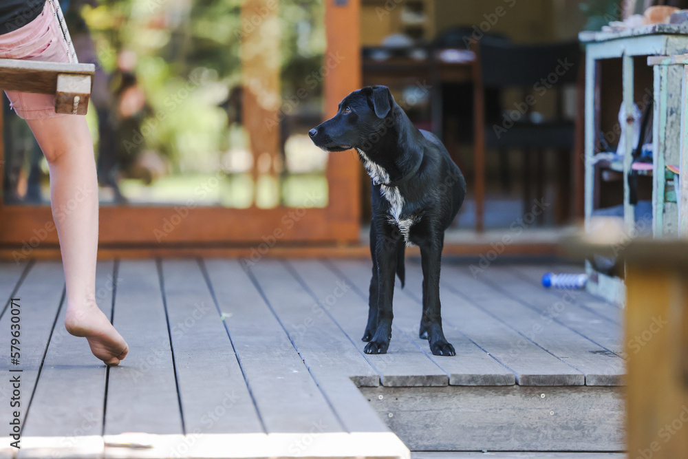 Young black Kelpie x Labrador breed dog watching boy play on swing at home on bright spring day Young black Kelpie x Labrador breed dog watching boy play on swing at home on bright spring day