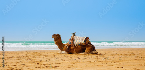 camel,  dromadery on the beach in Morocco photo