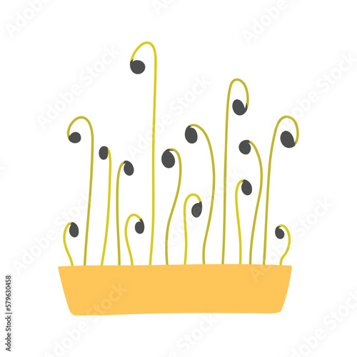 Hand drawn microgreens in pots. Vector illustration in flat style isolated on white background. Micro green. Beets, lettuce, cabbage, sorrel, onion, radish, arugula, peas. Growing superfood at home.