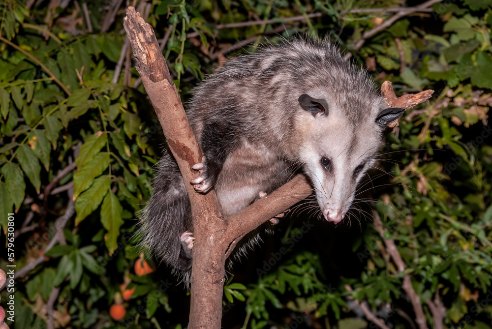 Naklejka premium Virginia Opossum (Didelphis virginiana) in garden, Los Angeles, California, USA