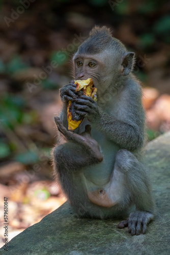Crab-eating macaque (Macaca fascicularis), also known as the long-tailed macaque, is common in Bali