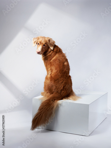 dog sits on a white cube. Shadows, graphics, light. Nova Scotia Duck Tolling Retriever, toller on white background in studio