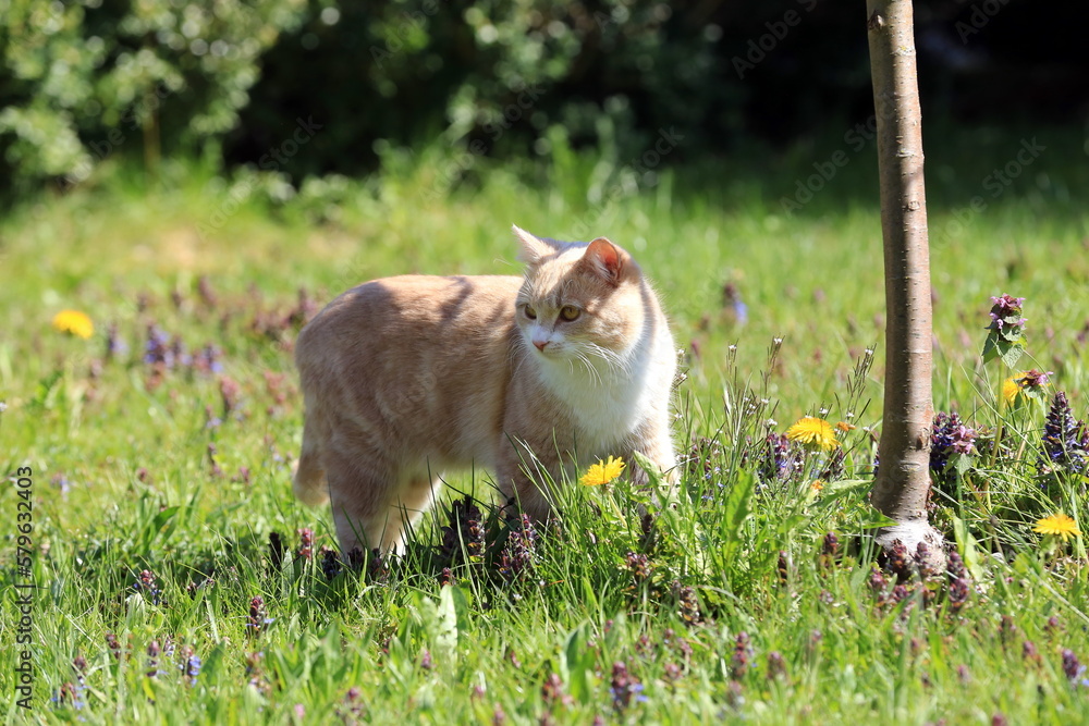 A cream colored cat roams the garden with fresh spring flowers A cream colored cat roams the garden with fresh spring flowers