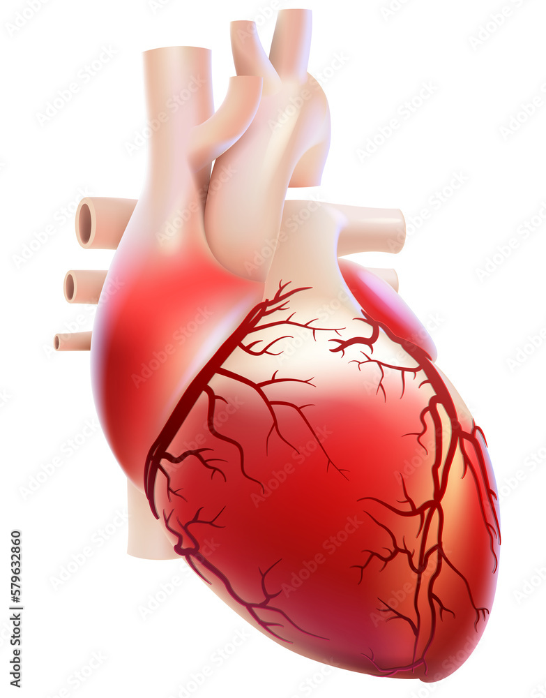 Characteristic illustration of the vascular duct of the human heart