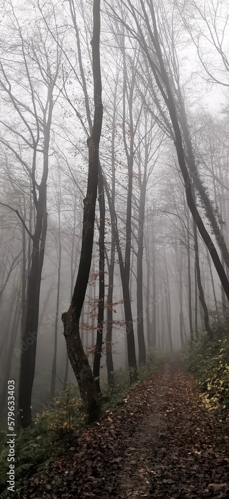 Obraz premium morning in the forest