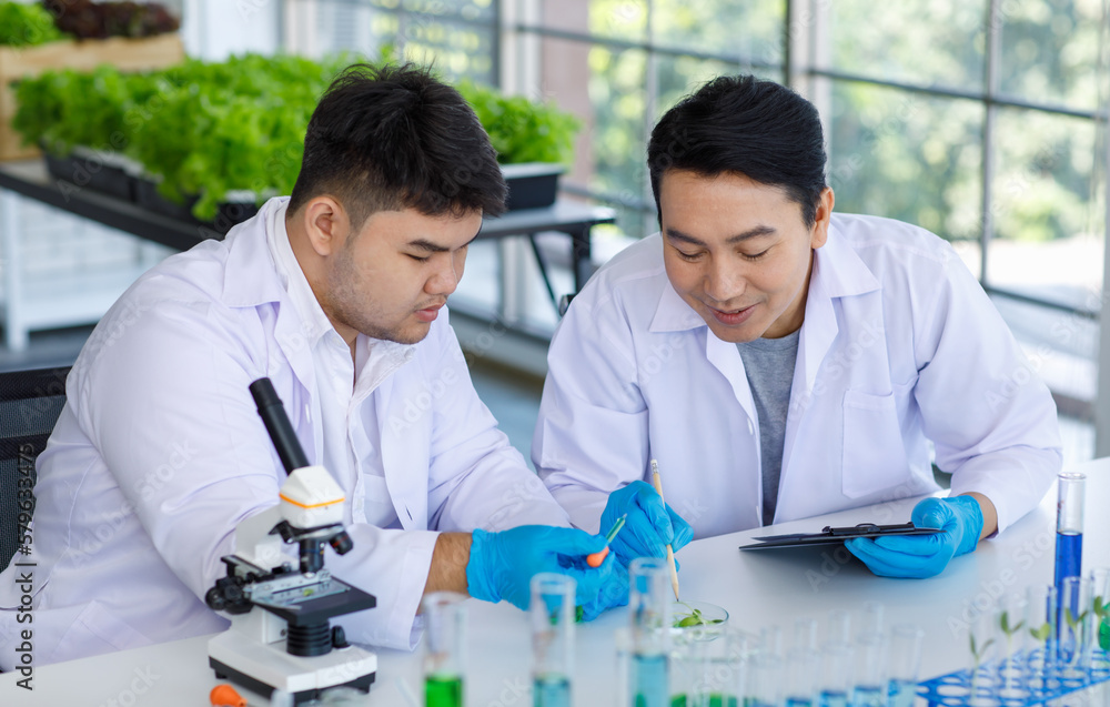 Asian professional male scientist researcher in white lab coat and rubber gloves sitting using microscope inspecting quality of vegetable in laboratory while colleague typing data in tablet computer. Asian professional male scientist researcher in white lab coat and rubber gloves sitting using microscope inspecting quality of vegetable in laboratory while colleague typing data in tablet computer.