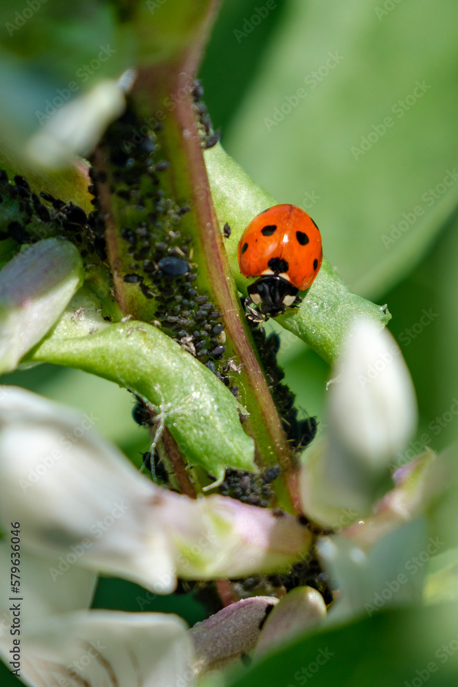 Obraz premium Coccinelle mangeant des pucerons sur un plant de fèves