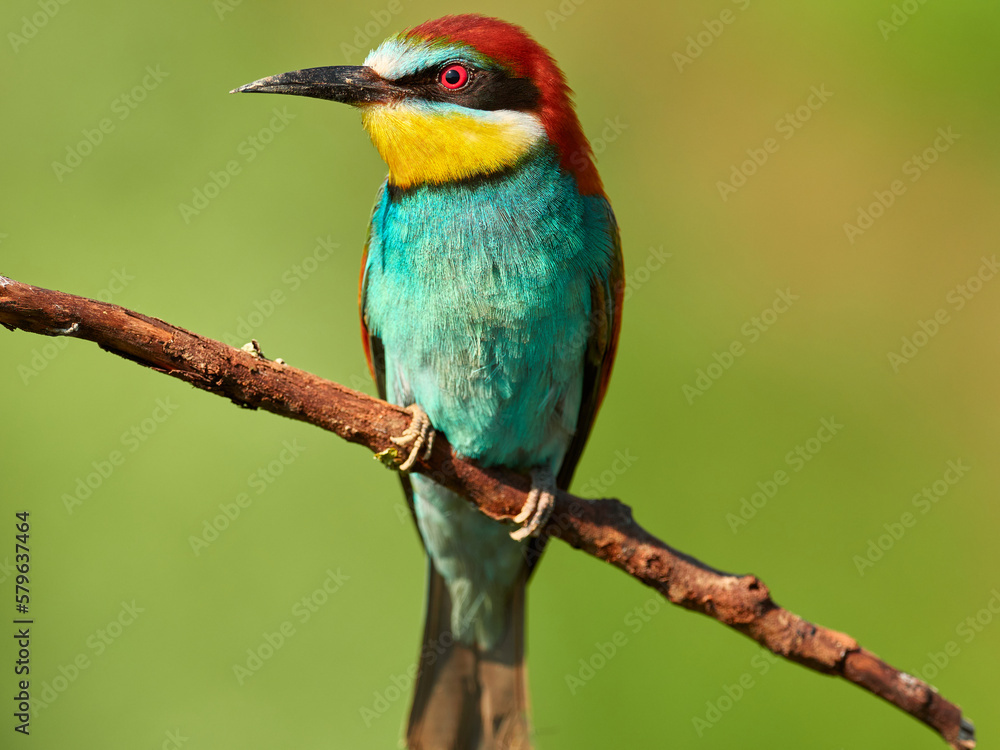 Beautiful European bee-eater is sitting on a branch Beautiful European bee-eater is sitting on a branch