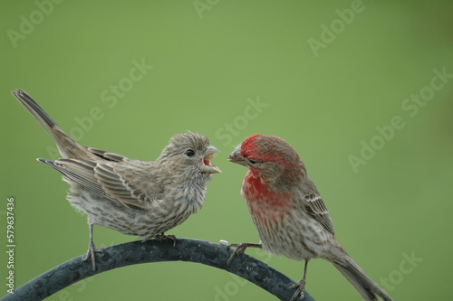 male and female house finches in a breeding courtship where the male feeds the female