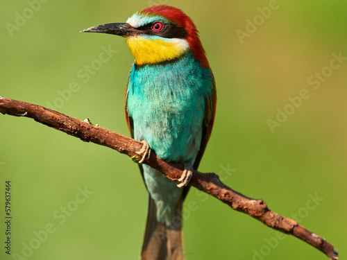 Beautiful European bee-eater is sitting on a branch