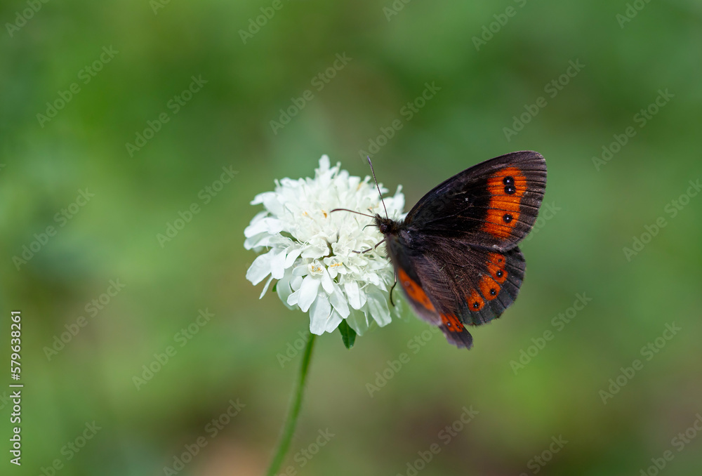 Fototapeta premium beautiful brunette Scottish ; erebia aethiops
