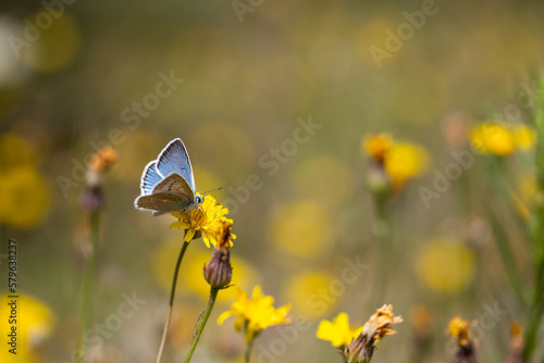 tiny blue butterfly on yellow flower, Meleager's Blue, Polyommatus daphnis  © kenan