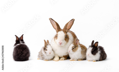 Mother rabbit and four newborn bunnies on white background.