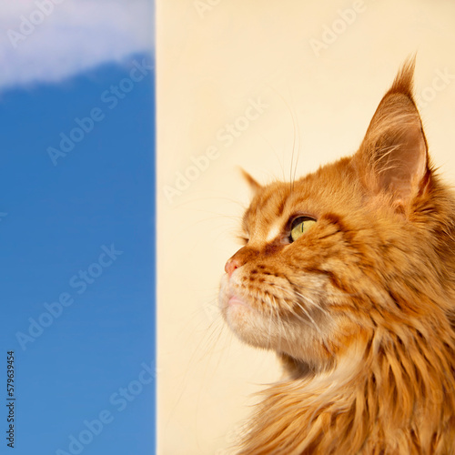 Portrait of a young (red blotched tabby) Maine Coon female cat watching the sky, large round snout, beige wall and blue sky, sunny day, low-angle view, photo