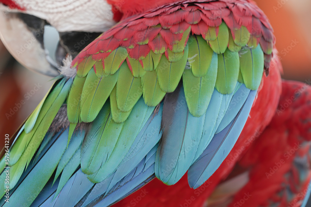 Obraz premium Green wing macaw parrot head bird colorful.