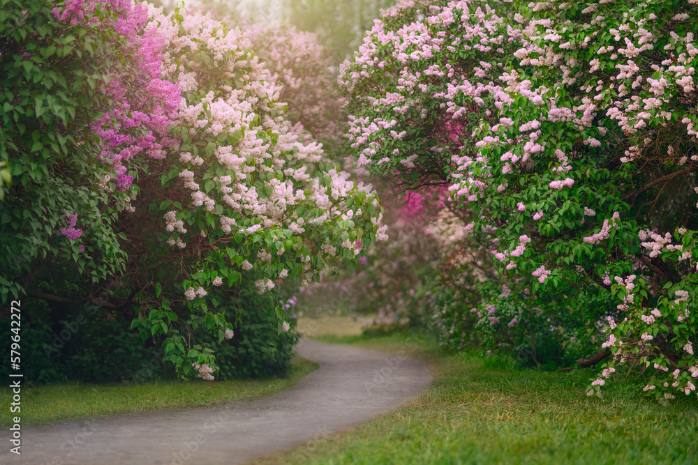 Obraz premium White and pink lilac bushes blooming in spring garden