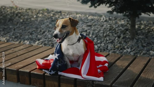 Jack Russell is Wrapped in the USA Flag, Sitting on the Bench in the Park. Dog is Wrapped in the American Flag Sitting Looking at the Camera. Funnu Pet Portrait. Patriotic Dog Concept photo