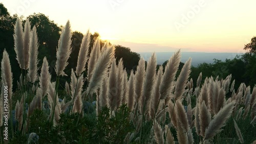 Flowers at sunset in backlight with valley below. Pampa grass (Cortaderia selloana) photo