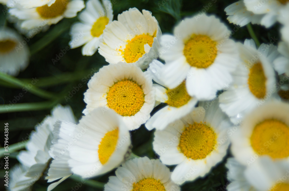 Fototapeta premium Close up of small white daisey flowers blossom in a garden with day light and green nature background.