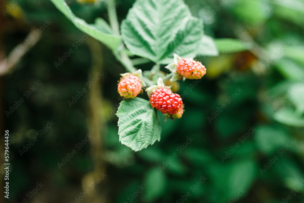 Close-up of raspberries growing on plant Close-up of raspberries growing on plant