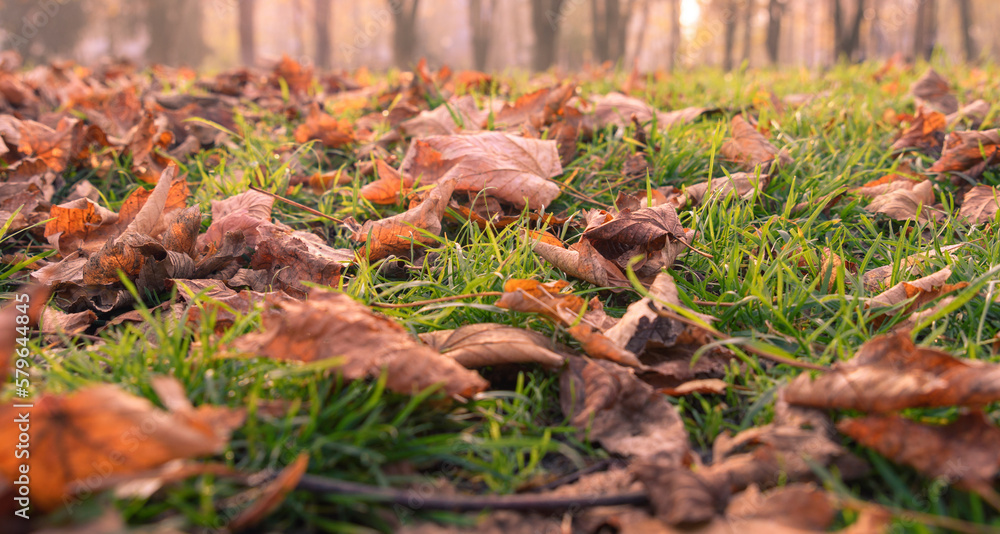 Autumn leaves on grassy field in forest Autumn leaves on grassy field in forest