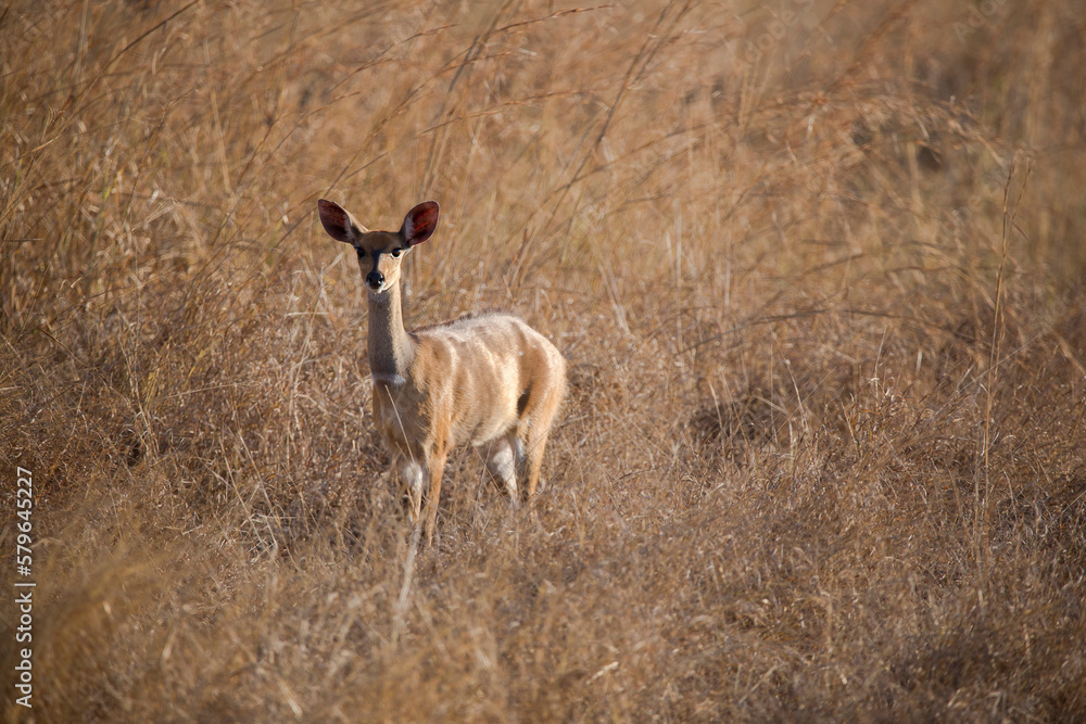 Deer standing amidst plants on field at Mikumi National Park during sunny day Deer standing amidst plants on field at Mikumi National Park during sunny day