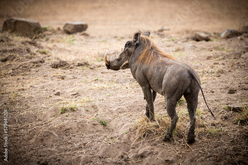 Full length of warthog standing on field at Selous Game Reserve photo