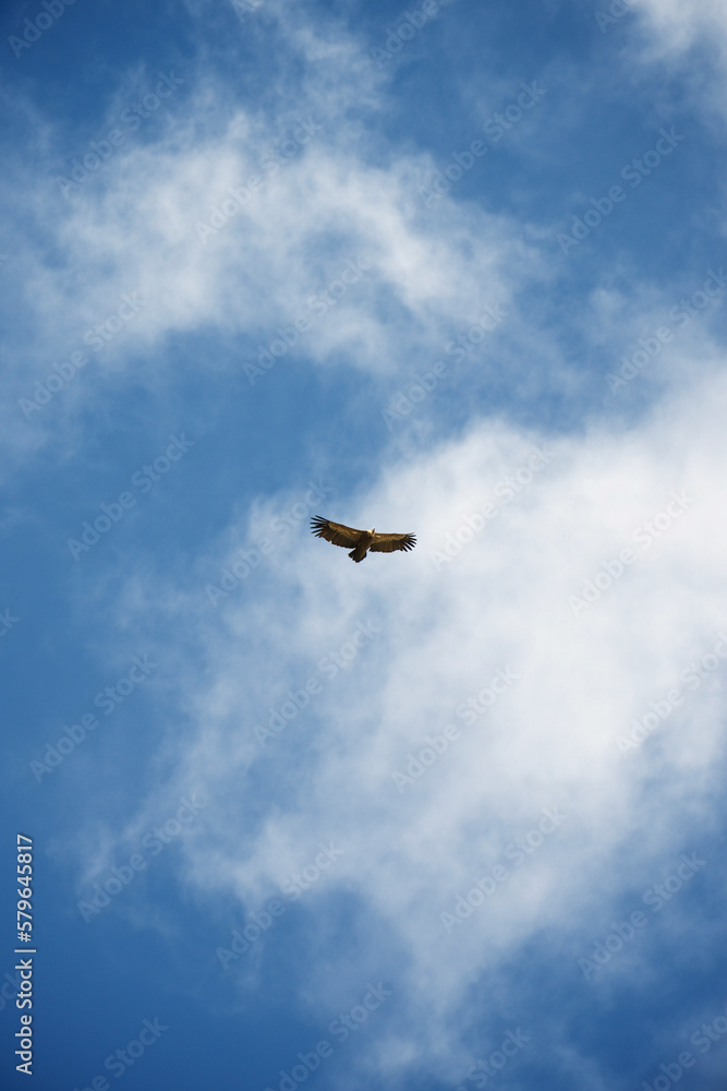 Low angle view of bird flying against blue sky during sunny day Low angle view of bird flying against blue sky during sunny day