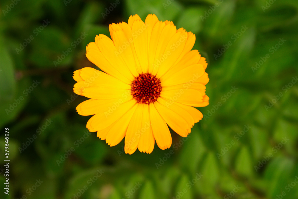 Daisy flower Daisy flower