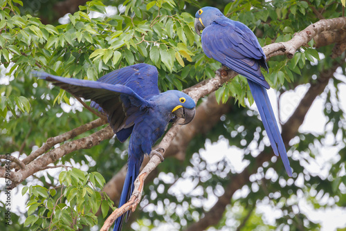 Hyacinth Macaw (Anodorhynchus hyacinthinus) on the tree photo