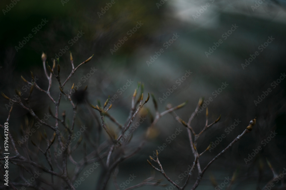 High angle view of buds growing on plants in park High angle view of buds growing on plants in park