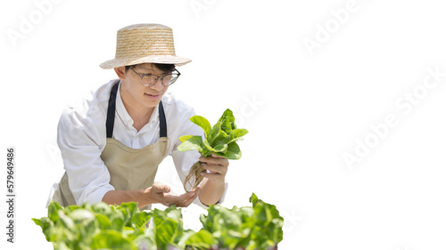 Owner of a hydroponics vegetable garden inspects agricultural produce in a greenhouse in preparation for delivery to consumers, Organic farming and organic vegetables, Healthy and vegan food concept.