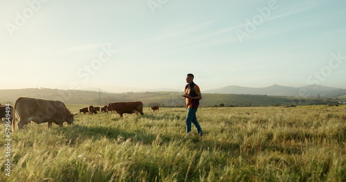Cow farmer, tablet and walking man in countryside field, environment grass or Brazil agriculture landscape. Farming worker, technology and cattle livestock in meat, beef food or dairy industry export